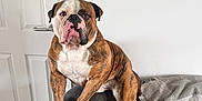 Bronson joined the competition — help win amazing prizes! blanket, brown, bulldog, canine, carpet, couch, dog, domestic_animal, door, expression, face, furniture, home, indoor, paw, pet, resting, sitting, white, white_wall