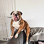 blanket, brown, bulldog, canine, carpet, couch, dog, domestic_animal, door, expression, face, furniture, home, indoor, paw, pet, resting, sitting, white, white_wall