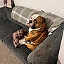 Bronson is registered to the contest to win money with this photo: animal, blanket, brown, bulldog, carpet, couch, cozy, cute, dog, furniture, indoor, living_room, looking_back, pet, pillow, plaid, resting, seated, white, wrinkles