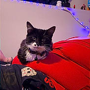 Persey Sage joined the competition — help win amazing prizes! bell, black_and_white, blanket, can, cat, collar, cozy, decoration, fabric, fur, halloween, indoor, pet, red_clothing, relax, resting, spiderweb, string_lights, tuxedo_cat, wall