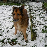 Végas a rejoint le concours — aidez-le/la à gagner de superbes lots ! collie, dog, dog_breed, dog_breed_group, dog_like_mammal, english_shepherd, freezing, german_shepherd_dog, icelandic_sheepdog, king_shepherd, rough_collie, scotch_collie, snout, snow, sporting_group, tervuren, winter