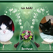 Princesse participe au concours pour gagner de l'argent avec cette photo : black_cat, carnivore, cat, felidae, greeting_card, organism, photo_caption, small_to_medium_sized_cats, whiskers