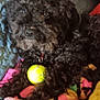 Charlie is registered to the contest to win money with this photo: dog, black_dog, curly_fur, pet, blanket, ball, indoor, cozy, quilt, resting, cute, animal, fur, toy, closeup, laying, comfort, domestic_animal, relaxed, home