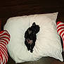 Charlie is registered to the contest to win money with this photo: puppy, dog, sleeping, pillow, white_pillow, black_fur, small_dog, cute, pet, indoor, floor, striped_socks, red_and_white, relaxing, cozy, fur, animal, domestic_animal, resting, tiny