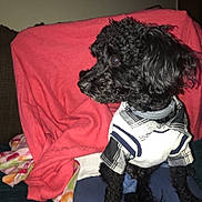 Charlie joined the competition — help win amazing prizes! dog, black_dog, curly_fur, pet, small_dog, clothing, shirt, plaid, couch, blanket, indoor, looking_sideways, pet_clothing, fabric, domestic_animal, animal, fur, sitting, companion, cute
