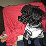 dog, black_dog, curly_fur, pet, small_dog, clothing, shirt, plaid, couch, blanket, indoor, looking_sideways, pet_clothing, fabric, domestic_animal, animal, fur, sitting, companion, cute