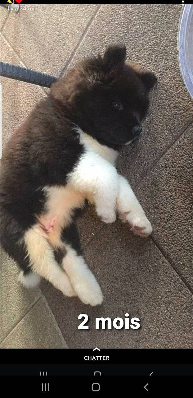 Paco a rejoint le concours — aidez-le/la à gagner de superbes lots ! carnivore, cat, claw, companion_dog, dog_breed, domestic_short_haired_cat, felidae, fence, flooring, foot, fur, human_leg, paw, road_surface, small_to_medium_sized_cats, snout, tail, terrestrial_animal, toe, whiskers