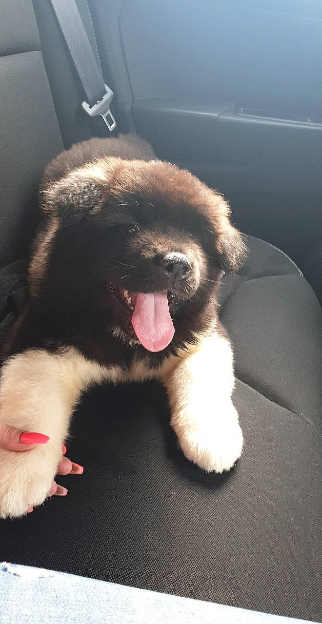 Paco a rejoint le concours — aidez-le/la à gagner de superbes lots ! canidae, carnivore, claw, companion_dog, dog, dog_breed, fang, fawn, foot, fur, gesture, paw, snout, sporting_group, tail, terrestrial_animal, toe, whiskers, working_animal, working_dog