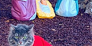 River is registered to the contest to win money with this photo: cat, gray_cat, red_sweater, nativity_scene, statues, baby_jesus, joseph_statue, mary_statue, mulch, wooden_ledge, green_eyes, outdoor, holiday, christmas, pets, animal, fur, sitting, decorations, garden