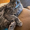 animal, cat, close_up, couch, cozy, cute, ears, feline, fluffy, furniture, gray_cat, home, indoor, living_room, long_hair, paws_crossed, pet, relaxed, whiskers, wooden_floor