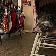 River is registered to the contest to win money with this photo: cat, upside_down, chair, cushion, bow_tie, holiday, christmas_stockings, decorations, floor, wood_floor, indoor, furniture, pet, cute, cozy, festive, home, animal, gray_cat, playful