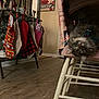 cat, upside_down, chair, cushion, bow_tie, holiday, christmas_stockings, decorations, floor, wood_floor, indoor, furniture, pet, cute, cozy, festive, home, animal, gray_cat, playful