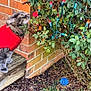 cat, red_sweater, rose, christmas_lights, bush, brick_wall, garden_bed, green_leaves, toy_ball, outdoor, curious, fluffy, pet, plant, nature, colorful_lights, wooden_step, animal, fall_leaves, decorations