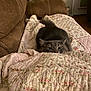 animal, blanket, brown_couch, cat, couch, cozy, cute, ears, eyes, feline, floral_pattern, furniture, gray_cat, home, indoor, living_room, peek, pet, quilt, soft_texture