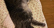 River is registered to the contest to win money with this photo: animal, bedspread, cat, comfort, cozy, cute, domestic_cat, floral_pattern, fluffy, fur, gray_cat, home, indoor, mammal, pet, quilt, relaxed, resting, sleeping, wood_floor
