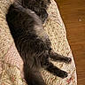 animal, bedspread, cat, comfort, cozy, cute, domestic_cat, floral_pattern, fluffy, fur, gray_cat, home, indoor, mammal, pet, quilt, relaxed, resting, sleeping, wood_floor