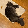 animal, cat, cozy, domestic, feline, fluffy, fur, gray_cat, home, indoor, paw, pet, piece_of_food, quiet, relaxing, resting, rug, sleeping, tail, wooden_floor