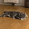 animal, barrel, cat, cozy, cute, feline, flooring, fur, gray_cat, heater, home, indoor, lying_down, pet, playful, relaxed, resting, rope_toy, toy, wooden_floor