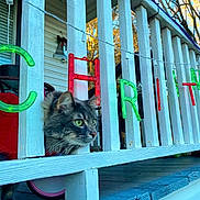 River is registered to the contest to win money with this photo: cat, tabby_cat, porch, railing, christmas_lights, holiday_decor, outdoor, wood, pet, animal, green_eyes, fluffy, curious, daylight, fence, decoration, festive, winter, nature, closeup