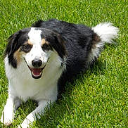 Scout joined the competition — help win amazing prizes! animal, black_and_white, canine, daylight, dog, ears, fur, grass, greenery, happy, lying_down, muzzle, nature, outdoor, pet, playful, smiling, sunlight, tail, tongue_out