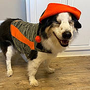 Scout joined the competition — help win amazing prizes! dog, pet, indoor, floor, wooden_floor, clothing, jacket, hat, orange, camo_pattern, smiling, happy, standing, fur, black_and_white, animal, domestic_animal, canine, portrait, cute