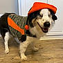 dog, pet, indoor, floor, wooden_floor, clothing, jacket, hat, orange, camo_pattern, smiling, happy, standing, fur, black_and_white, animal, domestic_animal, canine, portrait, cute