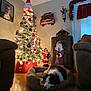 Scout joined the competition — help win amazing prizes! christmas_tree, cozy, curtains, dog, dog_bed, festive, floor, furniture, holiday_decorations, home_interior, lights, living_room, night, ornaments, pet, portrait, relaxing, santa_claus, wall, window