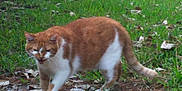Misty is registered to the contest to win money with this photo: cat, ginger_cat, white_cat, walking, grass, leaves, outdoor, animal, pet, nature, feline, mammal, ground, scrunched_face, fur, tail, side_view, closeup, expression, daylight