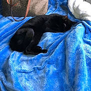 Nala joined the competition — help win amazing prizes! black_cat, cat, blue_blanket, blanket, purse, handbag, sleeping, curled_tail, paw, fleece, cozy, bed, pet, indoor, soft_texture, cushion, nap, fur, curled, domestic_cat