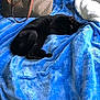 black_cat, cat, blue_blanket, blanket, purse, handbag, sleeping, curled_tail, paw, fleece, cozy, bed, pet, indoor, soft_texture, cushion, nap, fur, curled, domestic_cat