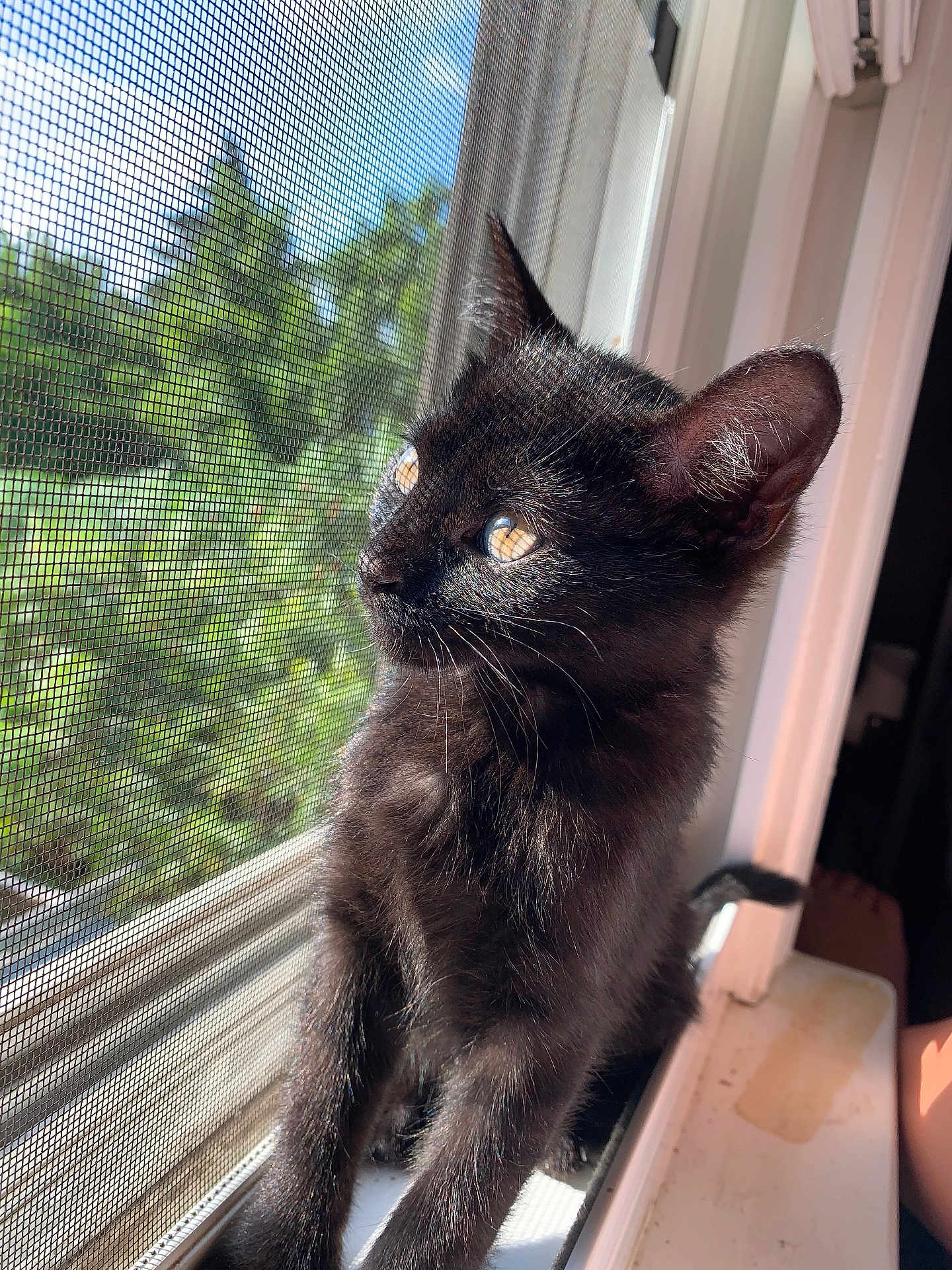 Nala joined the competition — help win amazing prizes! kitten, cat, black_cat, pet, window, window_screen, windowsill, sunlight, whiskers, ears, fur, closeup, portrait, indoor, looking_out, green_background, reflection, curious, domestic, young