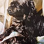 dog, black_dog, pet, window, sunlight, blanket, cozy, fur, animal, indoors, resting, cute, companion, portrait, home, relaxing, side_view, furry, domestic_animal, peaceful