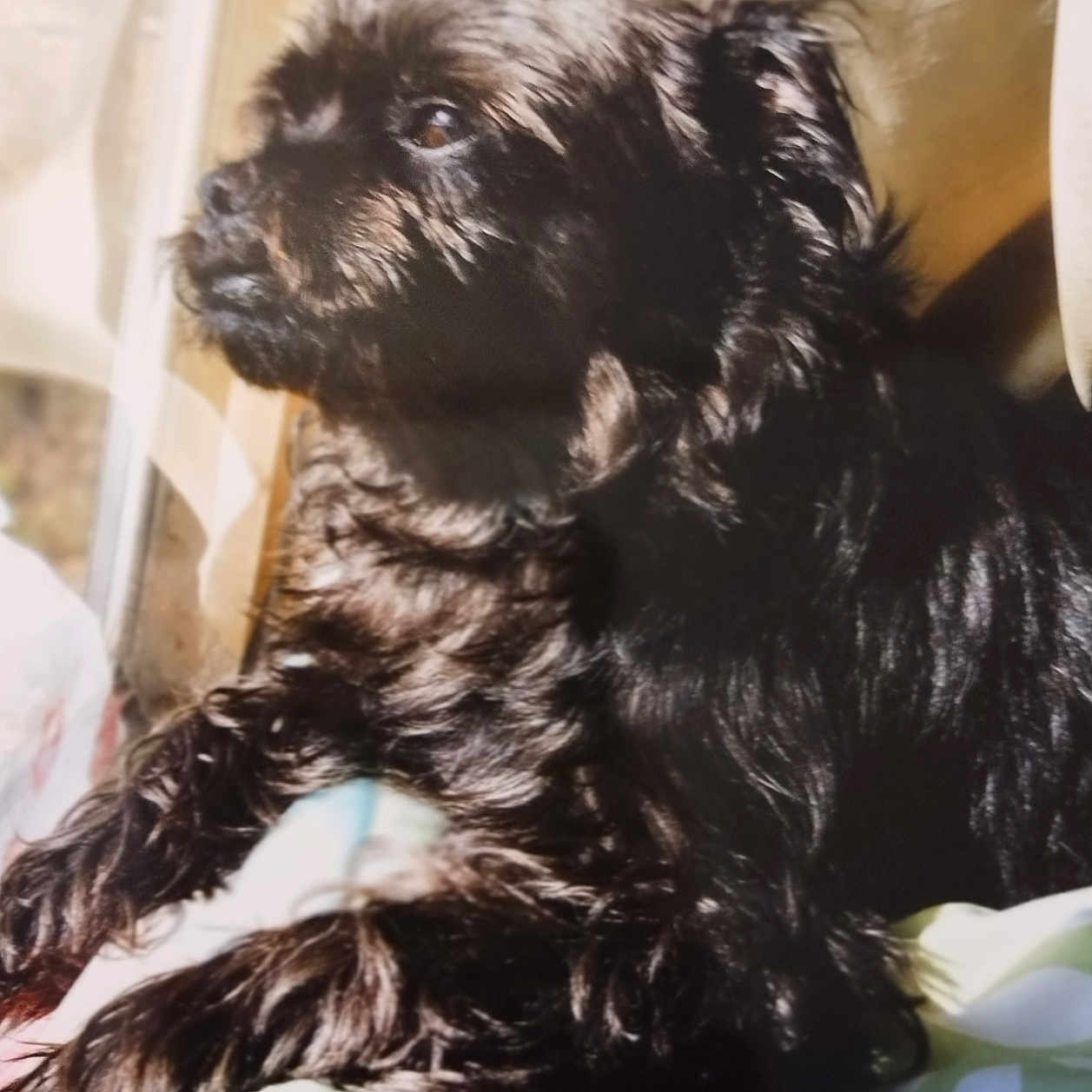 Milo is registered to the contest to win money with this photo: animal, black_dog, blanket, companion, cozy, cute, dog, domestic_animal, fur, furry, home, indoors, peaceful, pet, portrait, relaxing, resting, side_view, sunlight, window