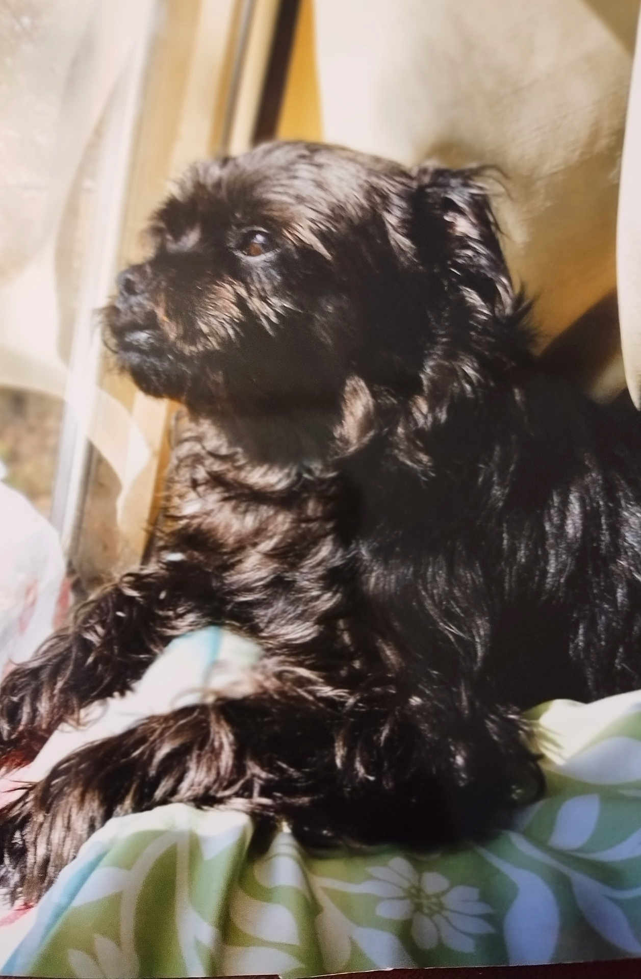 Milo is registered to the contest to win money with this photo: dog, black_dog, pet, window, sunlight, blanket, cozy, fur, animal, indoors, resting, cute, companion, portrait, home, relaxing, side_view, furry, domestic_animal, peaceful