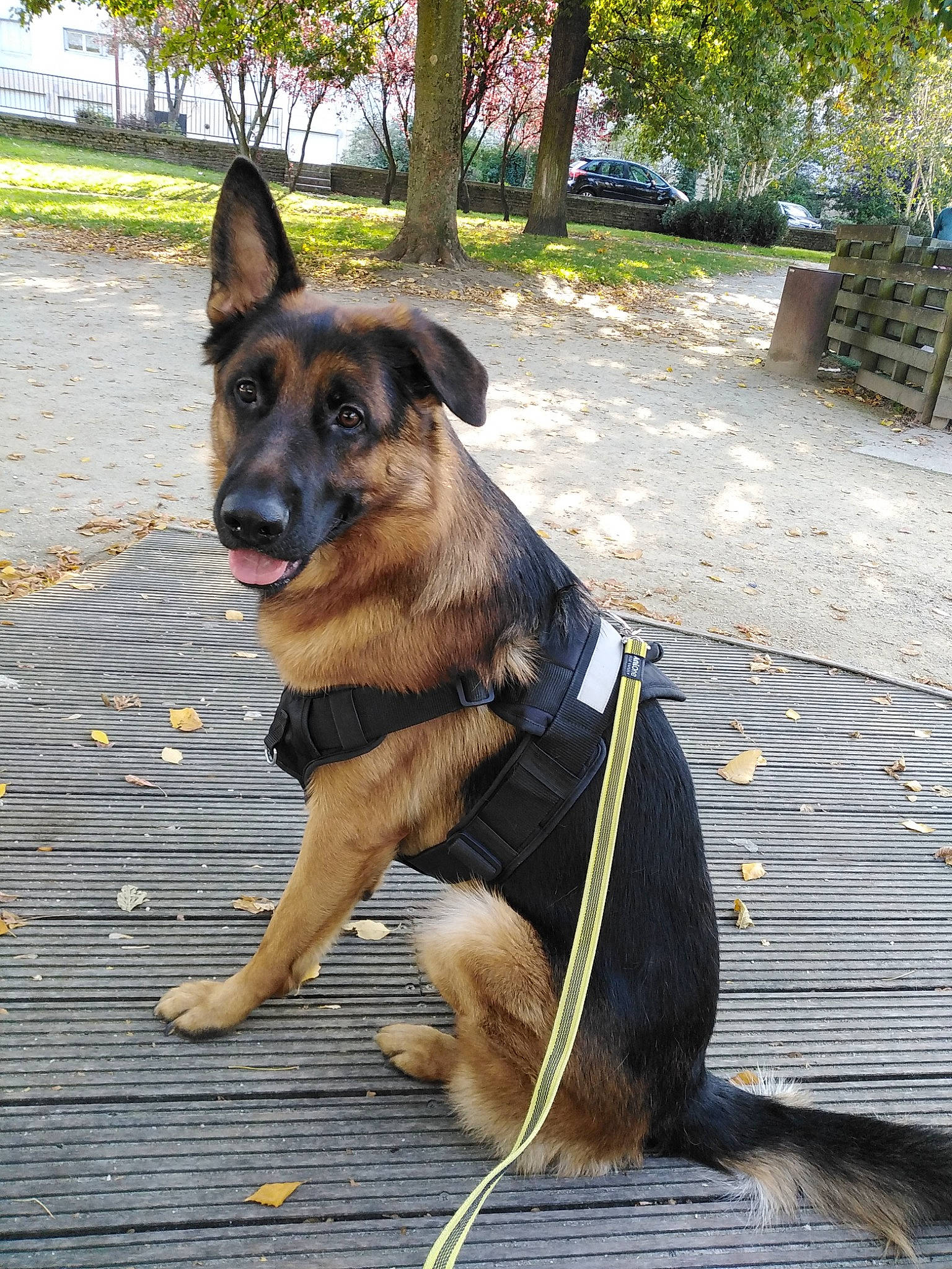 Pop a rejoint le concours — aidez-le/la à gagner de superbes lots ! bohemian_shepherd, canidae, carnivore, dog, dog_breed, east_european_shepherd, fawn, german_shepherd_dog, king_shepherd, kunming_wolfdog, mammal, old_german_shepherd_dog, police_dog, rare_breed_dog, shiloh_shepherd_dog, snout, sporting_group, vertebrate, working_dog