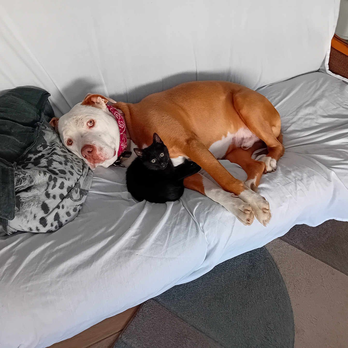 Moumoune a rejoint le concours — aidez-le/la à gagner de superbes lots ! animal, blanket, bulldog, canine, cat, chair, couch, cushion, dog, furniture, homedecor, hound, labradorretriever, person, pet, pitbull, pointer, puppy, sleeping, wood