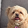 Molly is registered to the contest to win money with this photo: animal, chair, close_up, collar, curly_fur, cute, dark_background, dog, dog_tags, fluffy, happy, heart_tag, indoor, pet, pink_tag, portrait, sitting, small_dog, tan_coat, tongue_out