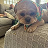 Molly is registered to the contest to win money with this photo: animal, blanket, close_up, colorful, costume, couch, cute, dog, fluffy, home, hood, indoor, knitted_blanket, living_room, pet, portrait, puppy, small_dog, sunlight, window