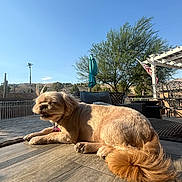 Molly is registered to the contest to win money with this photo: american_flag, blue_sky, cactus, collar, desert, dog, furry, golden_dog, long_hair, lying_down, mountains, outdoor, outdoor_furniture, palm_tree, patio, pet, sunlight, tag, umbrella, wooden_deck