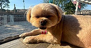 Molly joined the competition — help win amazing prizes! american_flag, backyard, brown_fur, cactus, close_up, collar, desert_landscape, dog, fluffy, golden_fur, lying_down, outdoor, patio, pet, pool_fence, red_tag, small_dog, sunlight, trees, umbrella