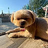 american_flag, backyard, brown_fur, cactus, close_up, collar, desert_landscape, dog, fluffy, golden_fur, lying_down, outdoor, patio, pet, pool_fence, red_tag, small_dog, sunlight, trees, umbrella