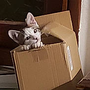 Ulysse participe au concours pour gagner de l'argent avec cette photo : cat, cardboard_box, indoor, curious, pet, animal, ears, whiskers, playful, feline, peeking, cute, domestic, box, claws, head, looking, brown, white, cozy
