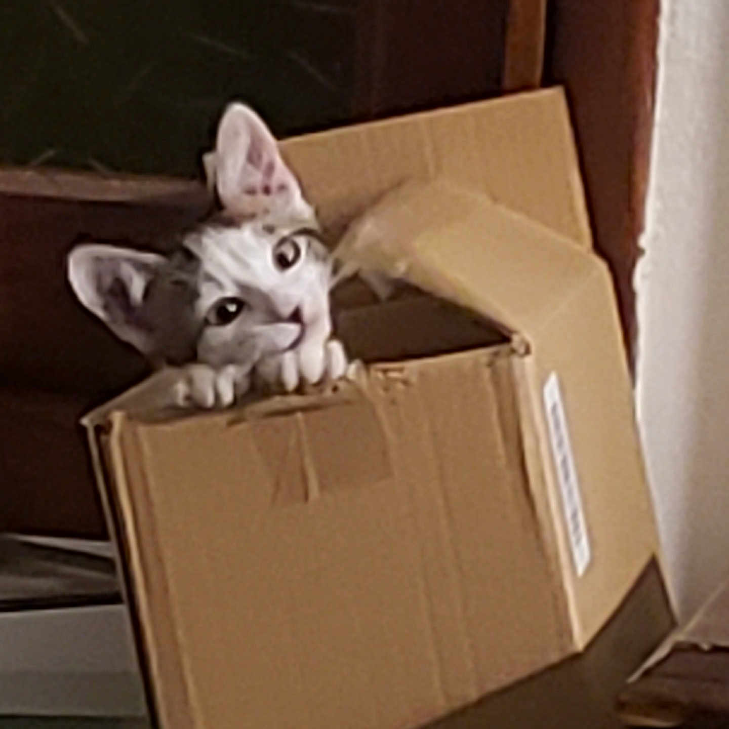 Ulysse participe au concours pour gagner de l'argent avec cette photo : animal, box, brown, cardboard_box, cat, claws, cozy, curious, cute, domestic, ears, feline, head, indoor, looking, peeking, pet, playful, whiskers, white