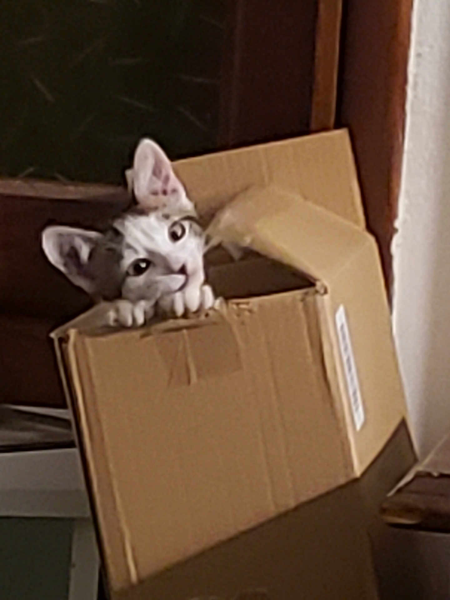 Ulysse participe au concours pour gagner de l'argent avec cette photo : cat, cardboard_box, indoor, curious, pet, animal, ears, whiskers, playful, feline, peeking, cute, domestic, box, claws, head, looking, brown, white, cozy