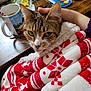 cat, tabby_cat, blanket, red_and_white, hand, petting, mug, wooden_table, color_palette, cozy, indoor, fur, whiskers, ears, face, green_eyes, domestic_cat, resting, comfort, close_up