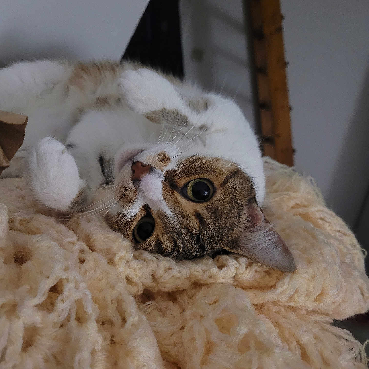 Prune participe au concours pour gagner de l'argent avec cette photo : animal, blanket, cat, closeup, cozy, cute, ears, feline, fur, home, indoor, kitten, knit, lying_down, pet, playful, relaxing, resting, soft, whiskers