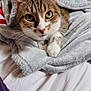cat, tabby, green_eyes, blanket, bed, indoor, cozy, pet, fur, cute, animal, resting, comfort, whiskers, paws, soft, sleepy, domestic, feline, curious