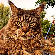 Phoebus participe au concours pour gagner de l'argent avec cette photo : animal, cat, closeup, ears, eyes, feline, fur, greenery, majestic, nature, outdoor, pet, portrait, relaxed, resting, sky, sunlight, tabby_cat, whiskers, wild_look