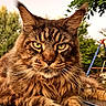 animal, cat, closeup, ears, eyes, feline, fur, greenery, majestic, nature, outdoor, pet, portrait, relaxed, resting, sky, sunlight, tabby_cat, whiskers, wild_look