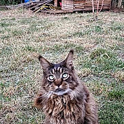 Phoebus participe au concours pour gagner de l'argent avec cette photo : animal, backyard, brown_fur, cat, daylight, doghouse, feline, fluffy_cat, garden_tools, grass, green_eyes, looking_at_camera, nature, outdoor, pet, shrub, sitting, tree, wooden_structure, yard